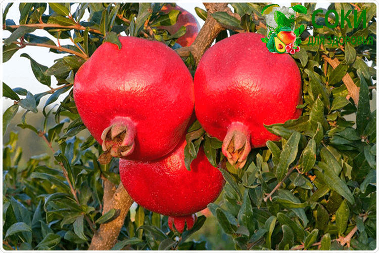 плоды на дереве